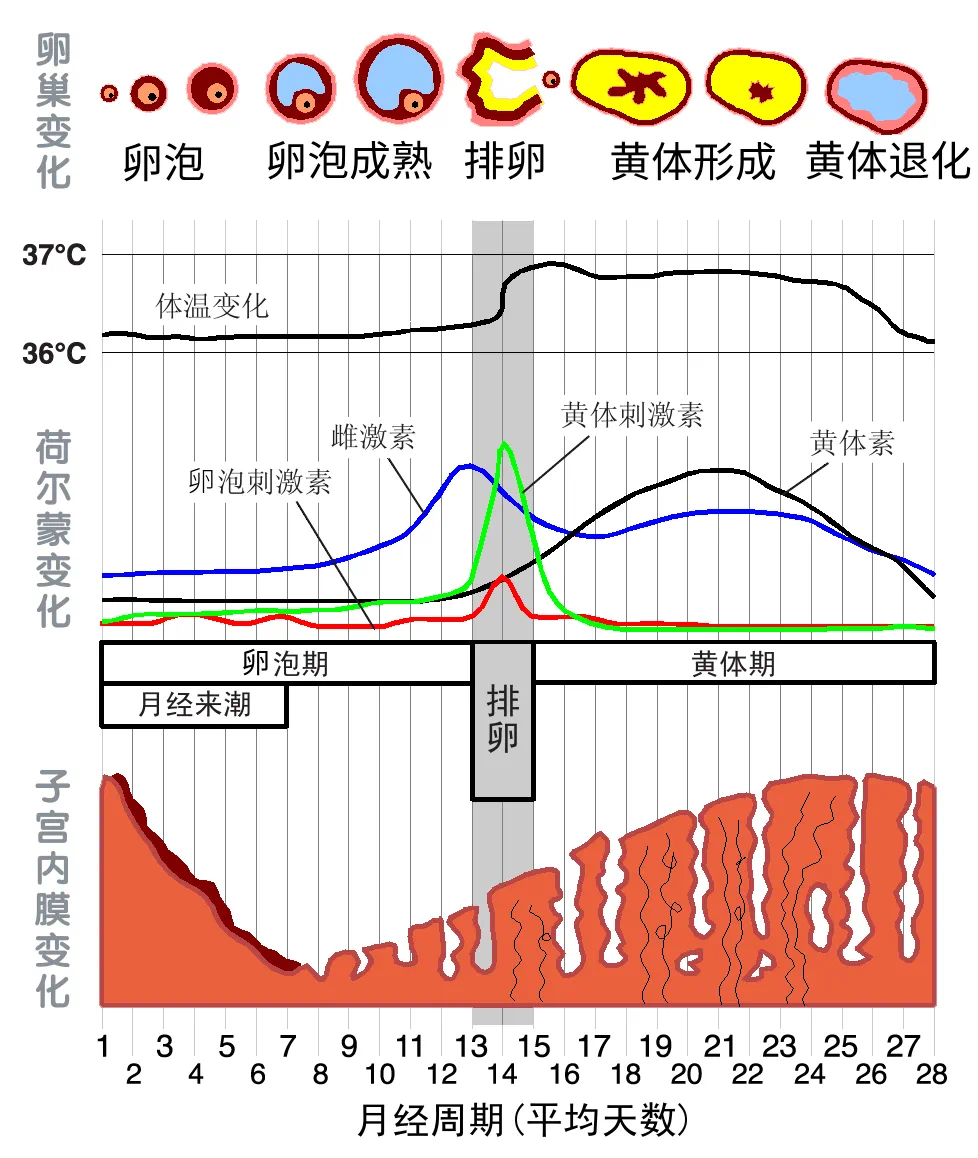 两个月没来月经正常吗？解读月经周期与身体变化