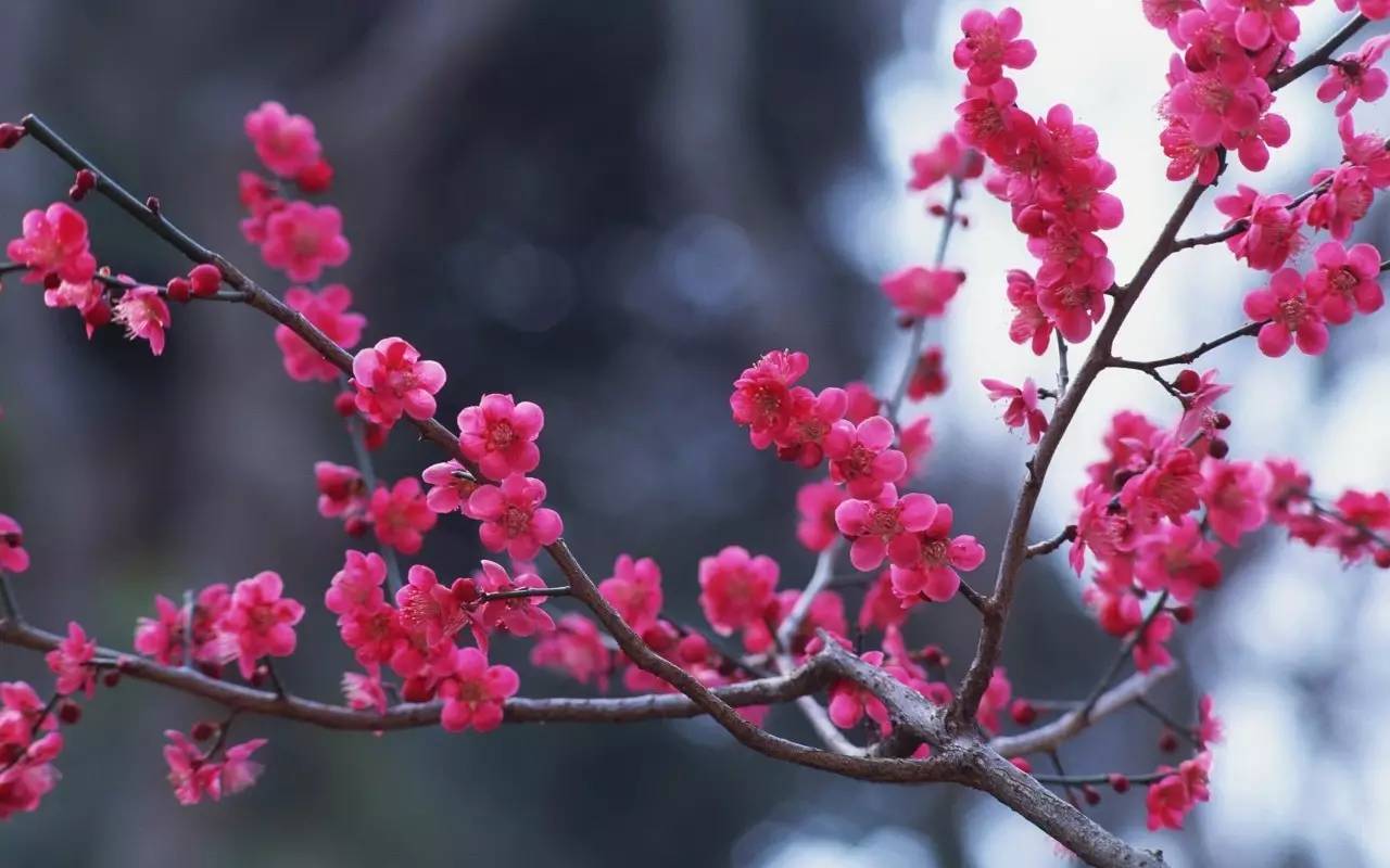 广东省高州市花，绽放的美丽与文化的象征