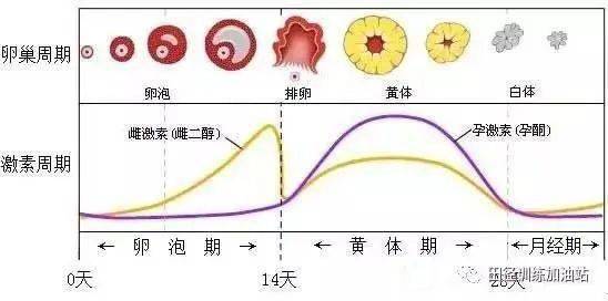 连服三个月经周期，药物调理与身体平衡的艺术